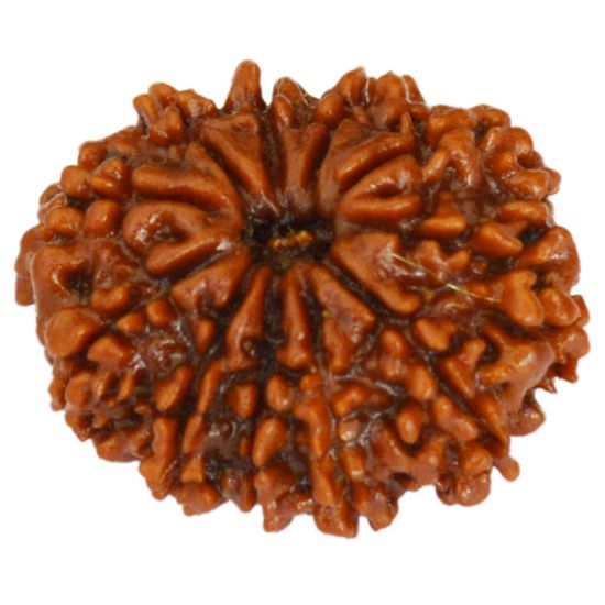 Eleven Faced Rudraksha