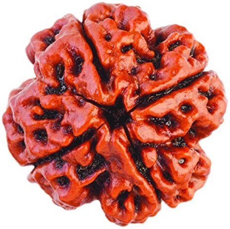 Four Faced Rudraksha