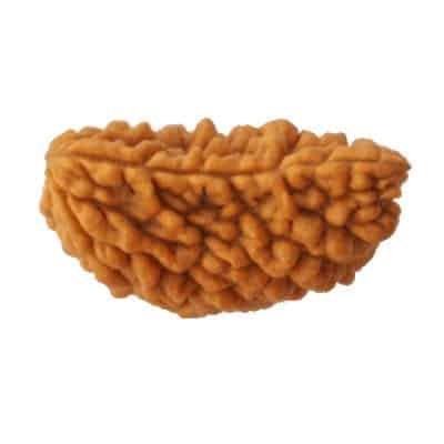 RUDRAKSHA One-faced