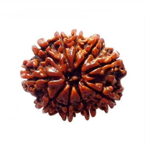 Ten Faced Rudraksha