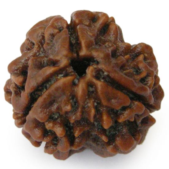 Three Faced Rudraksha