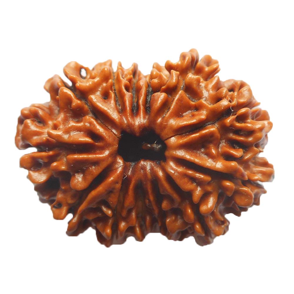 Twelve Faced Rudraksha