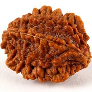 Two faced Rudraksha